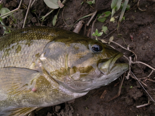スモールマウスバスの釣り方