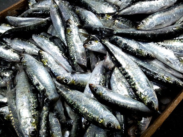 サビキ釣りで狙えるアジ・イワシの群れ
