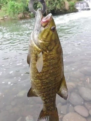 スモールマウスバス