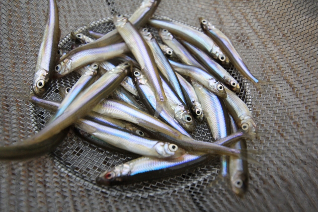 釣り上げたワカサギ。夏は型が良い