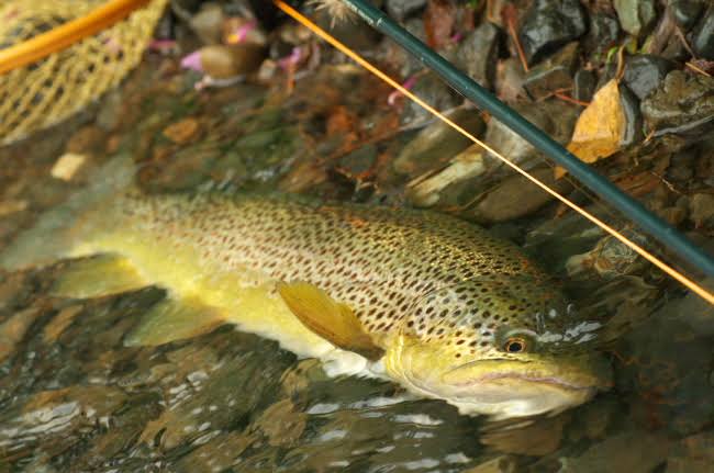 芦ノ湖で釣れたブラウントラウト