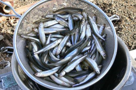 山中湖で釣れたワカサギ