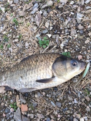 精進湖で釣れたヘラブナ