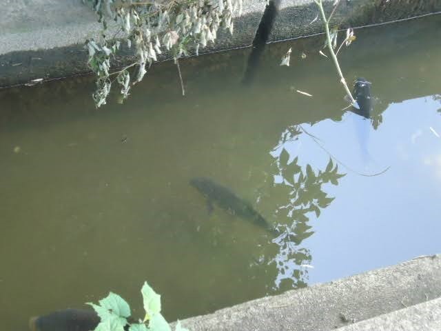 鯉釣りが楽しめる水辺の風景