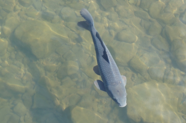 鯉釣りで狙う流れのあるポイント