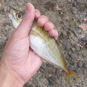 サビキ釣りで釣れたアジ