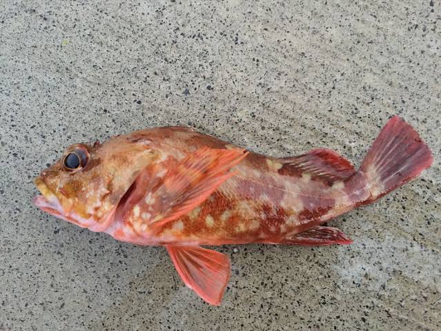 港で釣れるカサゴ