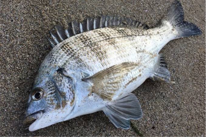 港で釣れるクロダイ（チヌ）