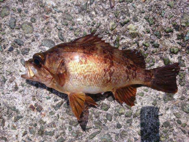 港で釣れるメバル