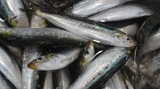 サビキ釣りの仕掛けとコマセ|カゴにアミエビを詰めて足元に落とす
