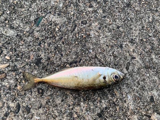 海釣り初心者におすすめのアジ|サビキ釣りで狙える魚