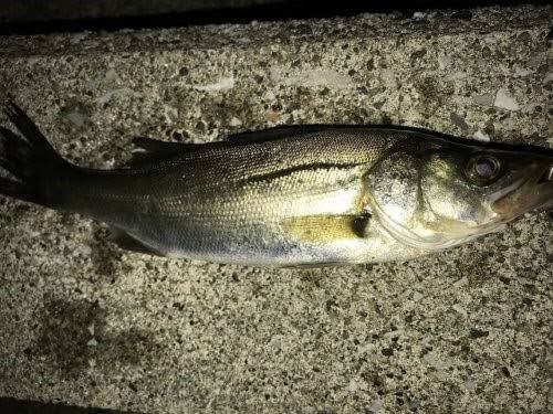 夜の堤防で釣れたシーバス(スズキ)
