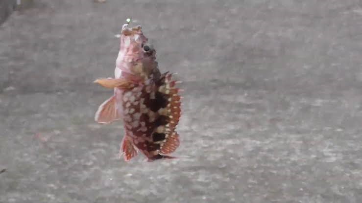 冬の堤防の釣り場