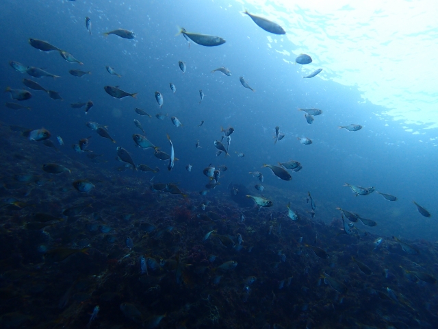 淡水魚専門の水族館の水槽