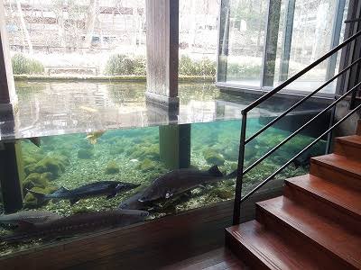 チョウザメなどが泳ぐ大型水槽