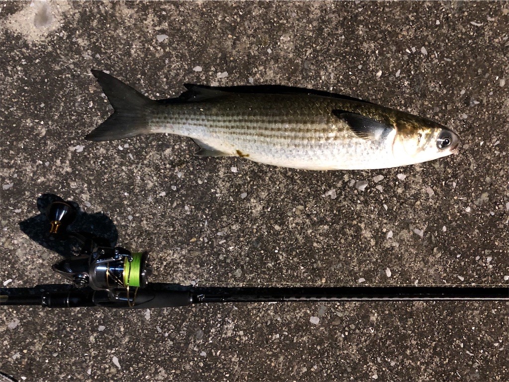 堤防で釣り上げたボラ
