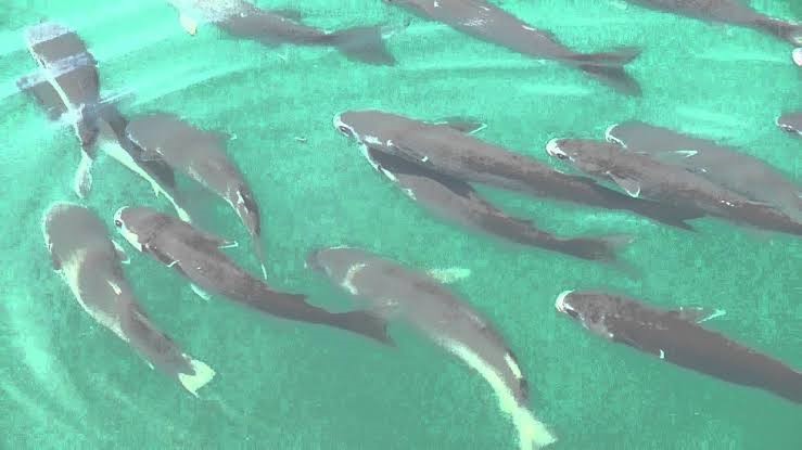 漁港の水面近くを泳ぐボラの群れ