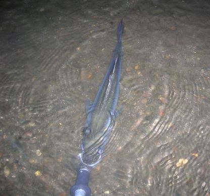 釣り上げたボラの魚体