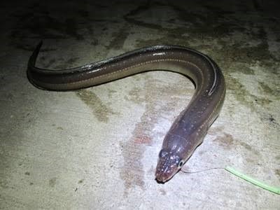 夜のチョイ投げ釣りで釣れたアナゴ
