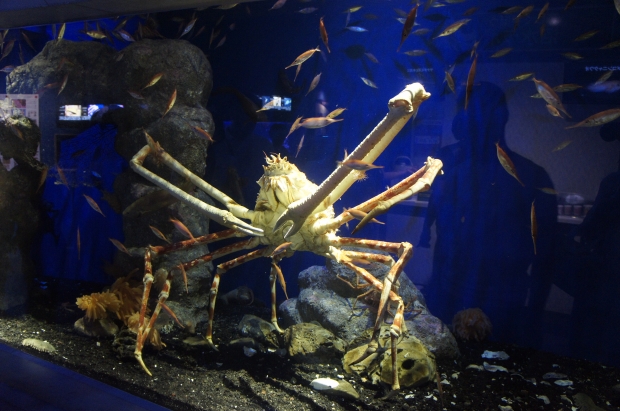 世界最大のカニ・タカアシガニの展示