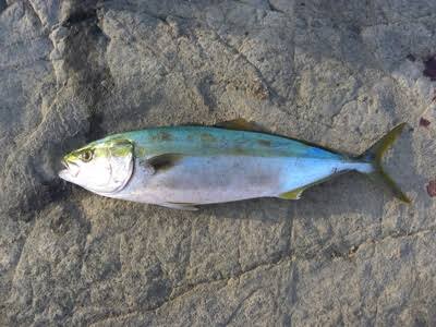 海上釣り堀まるやで釣れたブリ
