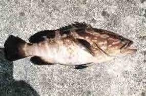 穴釣りで釣れた30cmほどのクエ