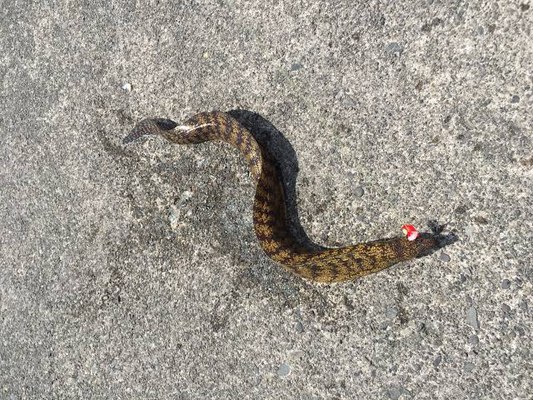 穴釣りで掛かったウツボ