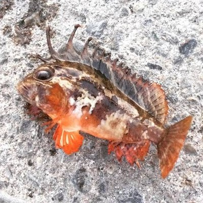 堤防で釣れたハオコゼ