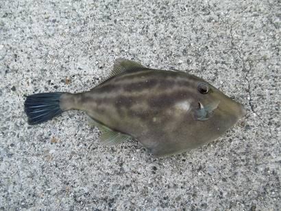 カワハギに似たキタマクラ